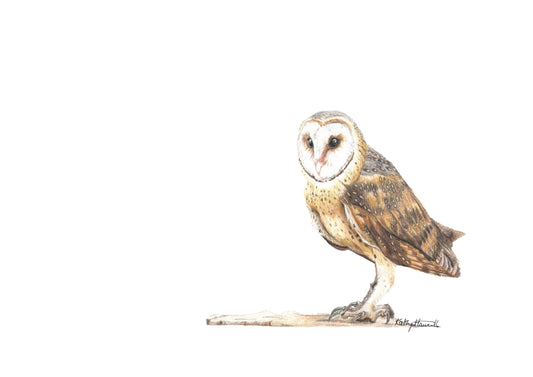 Barn Owl Print: A4 Fine Art Illustration - Wildlife Home Decor
